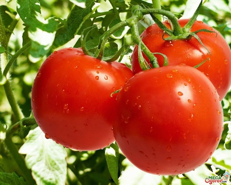 Tomato Sanka Seeds Vegetables Organic Heirloom from Ukraine